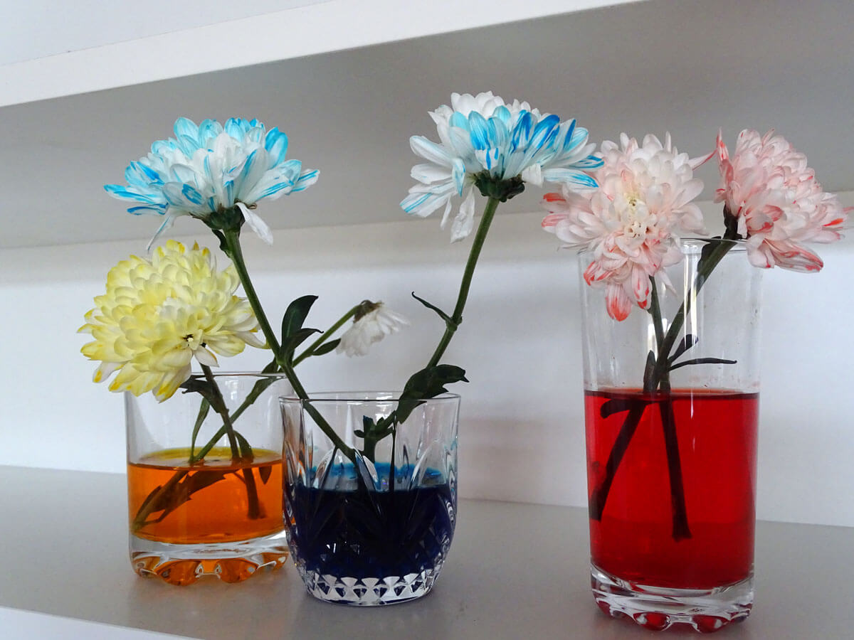 Photo of different coloured flowers